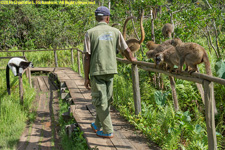 lemur keeper